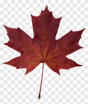 Red Maple Leaf With Water Droplets PNG