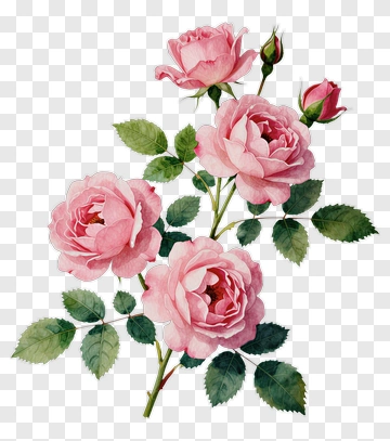 Pink Roses Watercolor Illustration PNG