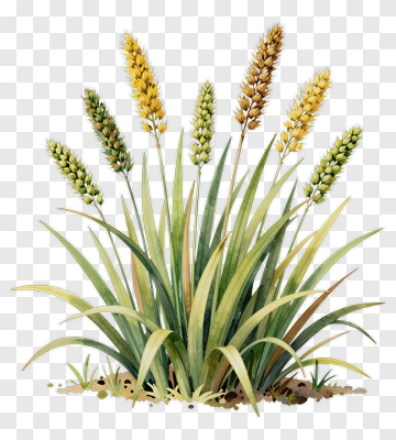 Botanical Illustration Of A Flowering Plant PNG
