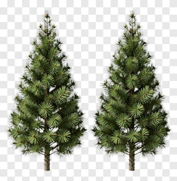 Two Pine Trees PNG
