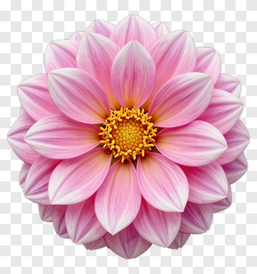Beautiful Pink Dahlia Flower PNG