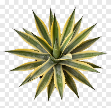 Agave Plant With Yellow Edges PNG