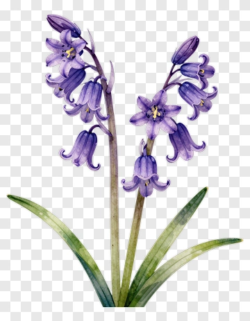 Bluebell Flower With Green Leaves PNG