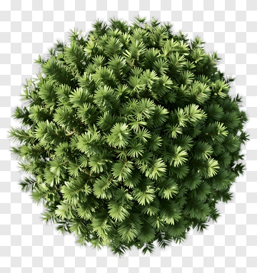 Topiary Ball PNG