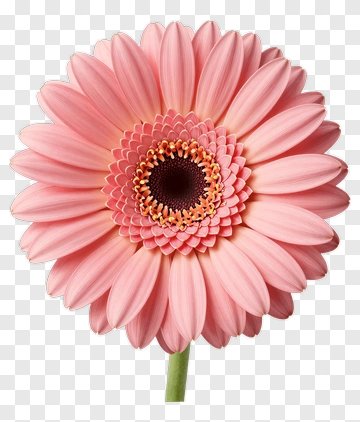 Pink Gerbera Daisy In Full Bloom PNG