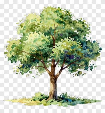 Watercolor Tree With Foliage PNG