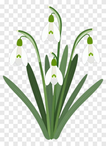 Snowdrop Flower Cluster PNG