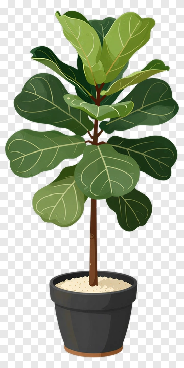 Fiddle Leaf Fig In Black Pot PNG