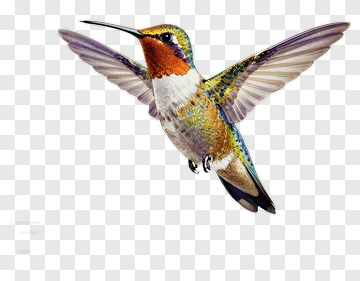 Hummingbird In Flight PNG