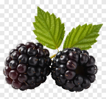 Two Blackberries With Leaves PNG