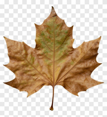 Maple Leaf PNG