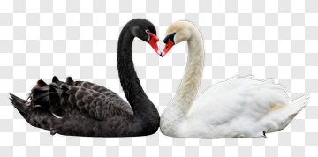 Black And White Swans Forming Heart Shape PNG