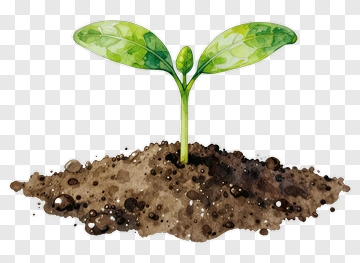 Emerging Sprout In Soil PNG