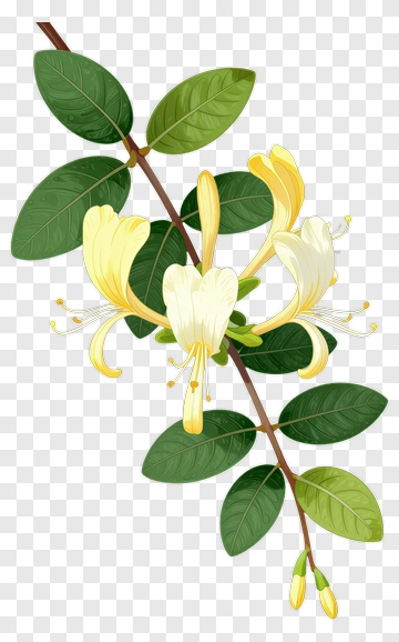 Honeysuckle Flower Branch With Leaves PNG
