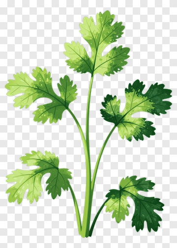 Cilantro Illustration PNG