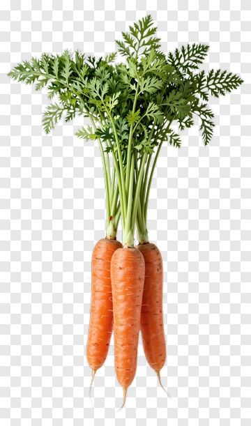 Fresh Carrots With Green Leaves PNG