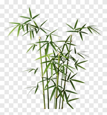 Bamboo PNG