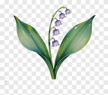 Lily Of The Valley Flower PNG