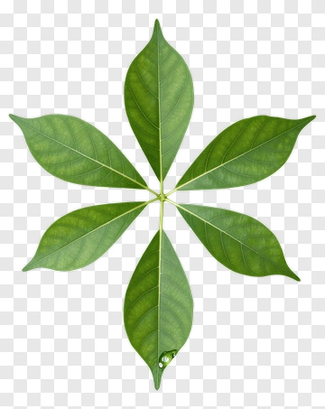 Leaf With Symmetrical Arrangement PNG