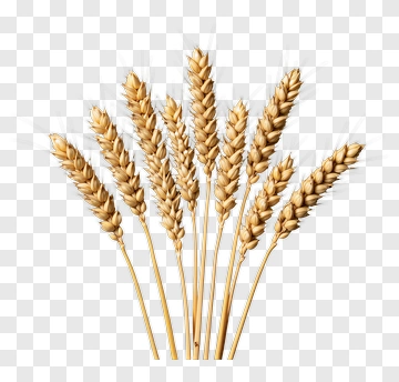 Golden Wheat Stalks PNG