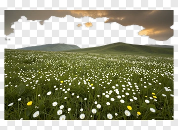 Field Of White And Yellow Flowers PNG