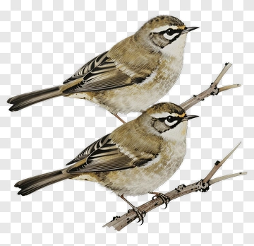 Two Birds Perched On Branch PNG