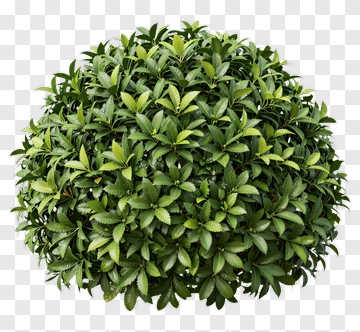 Topiary Bush PNG