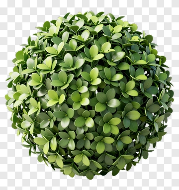 Ball-shaped Bush PNG