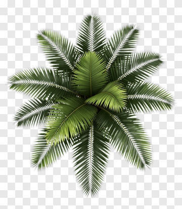 Palm Tree Top View PNG