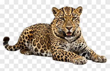 Leopard Resting With Open Mouth PNG