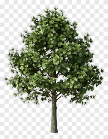 Tree PNG