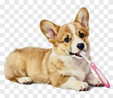 Corgi Puppy Holding Toothbrush PNG