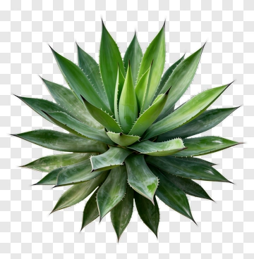 Agave Plant With Sharp Leaves PNG