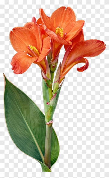 Orange Canna Lily With Green Leaf PNG