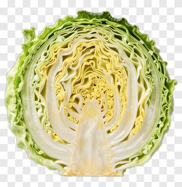 Cross Section Of A Cabbage PNG