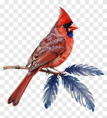 Red Cardinal On Branch PNG