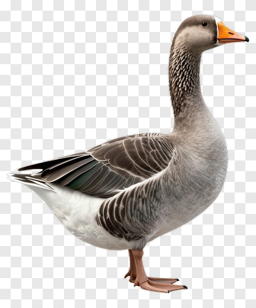 Gray Duck With Orange Beak PNG