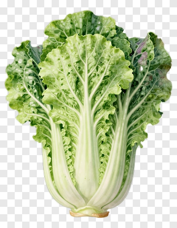 Nappa Cabbage Illustration PNG