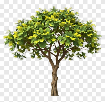 Tree With Green And Yellow Leaves PNG