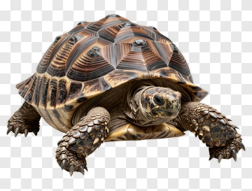 Turtle With Detailed Shell And Claws PNG
