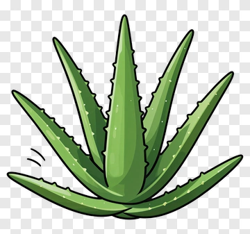 Aloe Vera Plant PNG