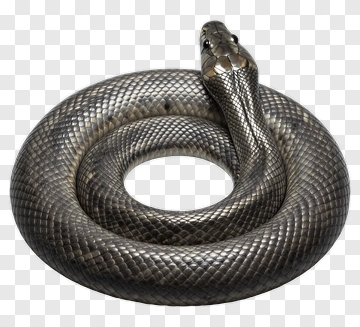 Coiled Snake PNG