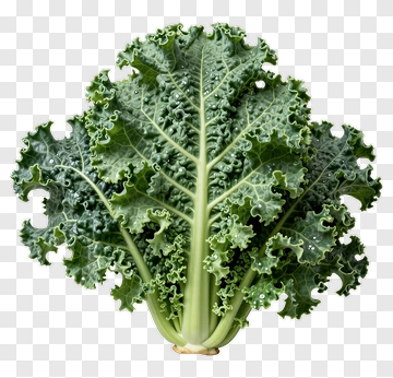 Fresh Kale PNG