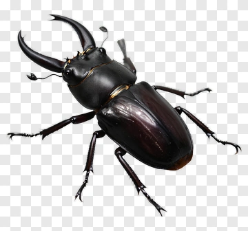 Stag Beetle PNG