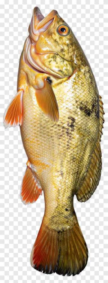 Yellow Fish With Orange Fins PNG