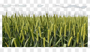 Wheat Field In Full Growth PNG