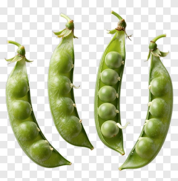 Four Pea Pods Suspended In Air PNG
