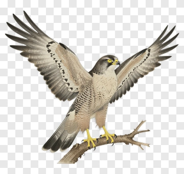 Hunting Hawk With Spread Wings PNG