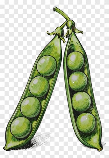 Green Pea Pod PNG