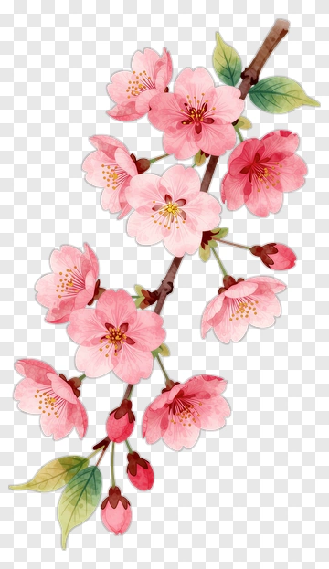 Cherry Blossom Branch With Buds And Leaves PNG